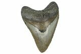 Fossil Megalodon Tooth - North Carolina #370212-1